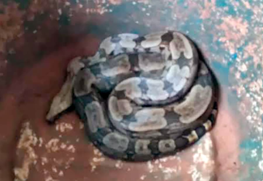 Serpente que “tentava” acessar galinheiro no Nortão é capturada pelos bombeiros