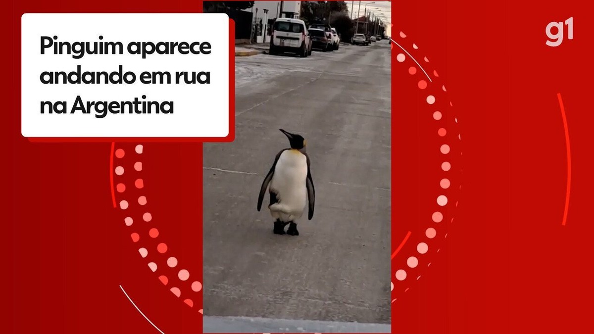 VÍDEO: Pinguim vai parar no meio da rua na Argentina durante onda de frio polar