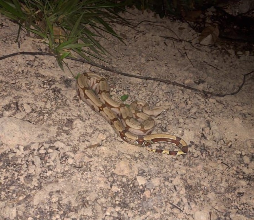 Corpo de Bombeiros resgata serpente de 1,30 metros