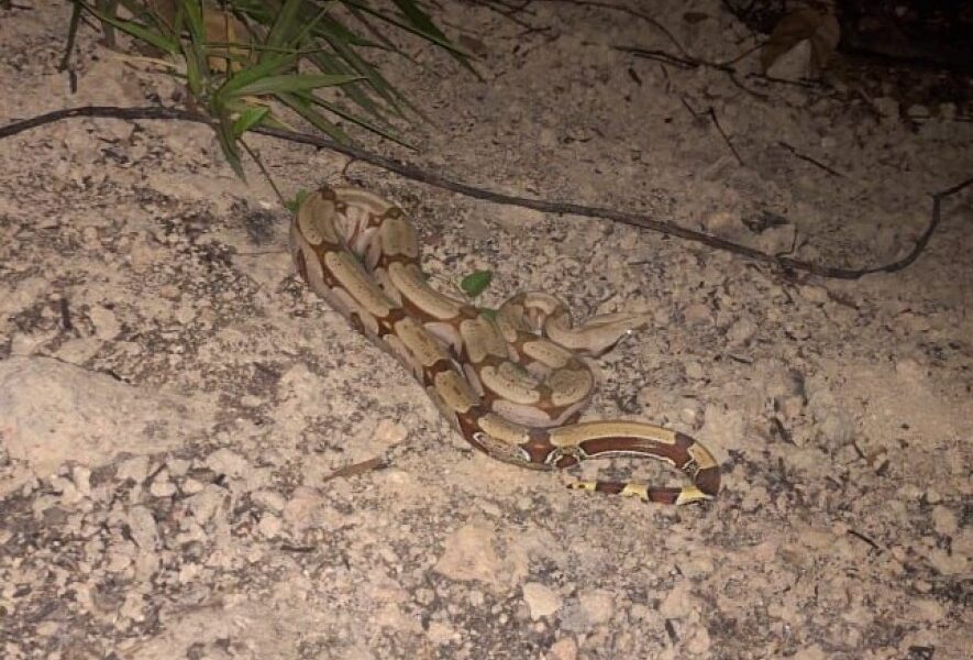 Corpo de Bombeiros resgata serpente de 1,30 metros