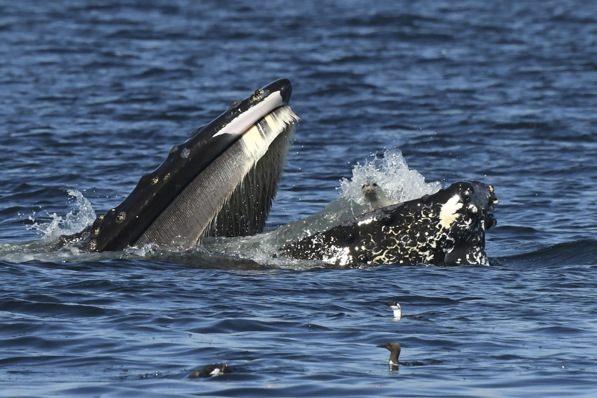 Foca 'confusa' quase vira jantar de baleia jubarte no litoral dos EUA; veja FOTO