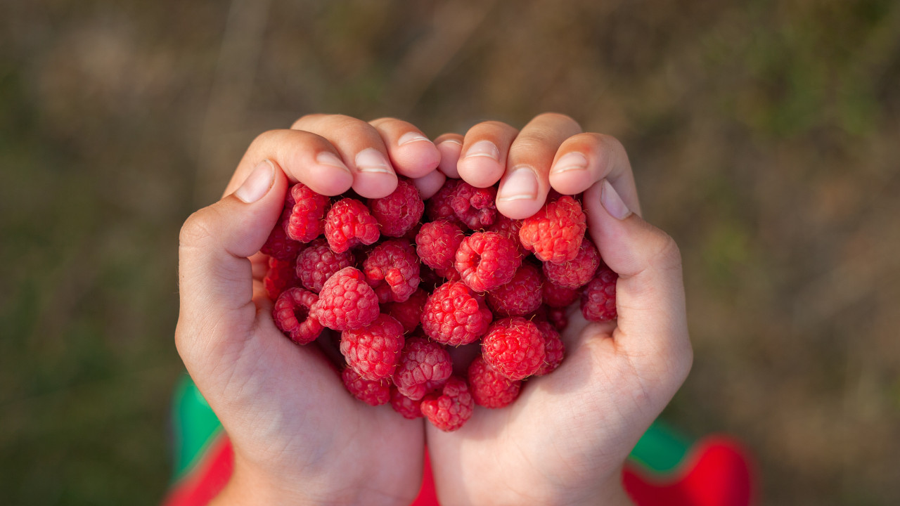 Nove alimentos ricos em fibras que não podem faltar na sua alimentação