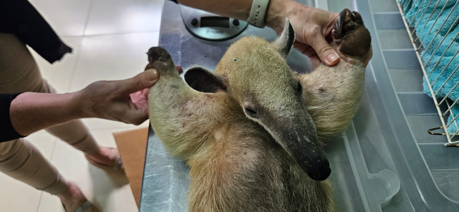 Saiba como agir ao encontrar animais silvestres em áreas urbanas