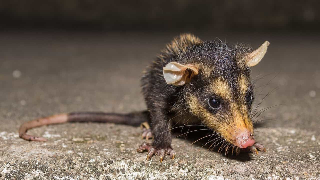 Animais silvestres, vítimas da ação humana, lotam espaço de abrigo