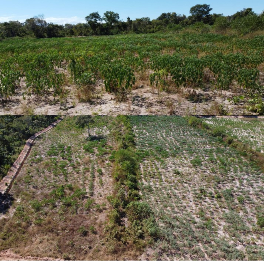 Projeto de cultivo de mandioca melhora a alimentação da comunidade da aldeia Itxala, em Santa Terezinha!