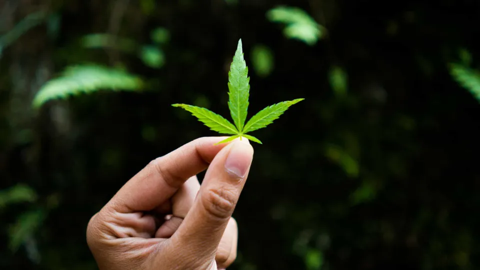 Uso de maconha em casa aumenta intoxicação de crianças expostas, mostra estudo