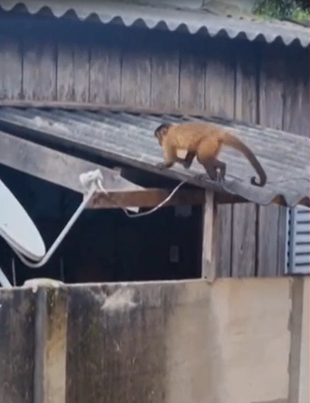 Macaco é flagrado ‘invadindo’ casas e assusta moradores em Canarana