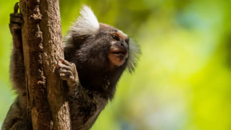 Mulher tem náusea e descobre que contraiu raiva após mordida de sagui no CE