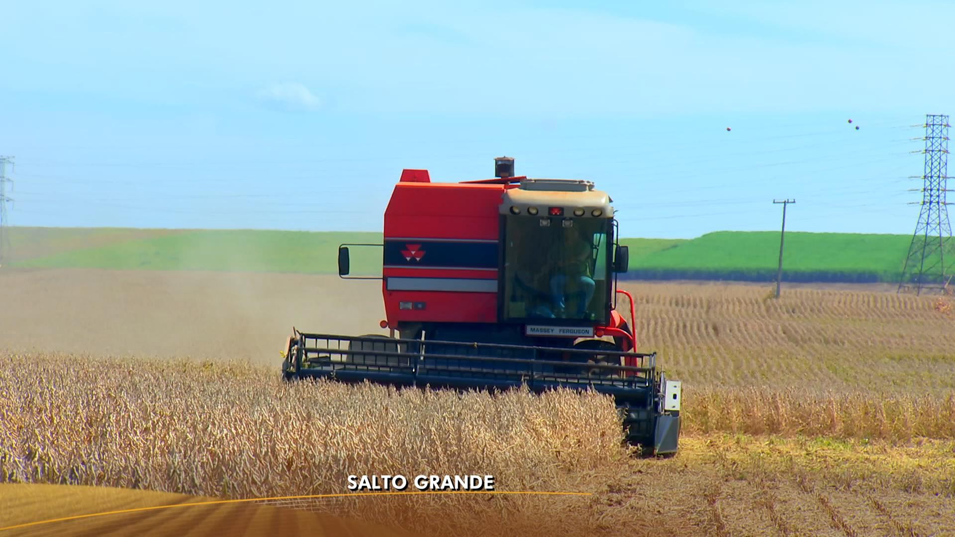 Produtores de SP colhem a safra da soja