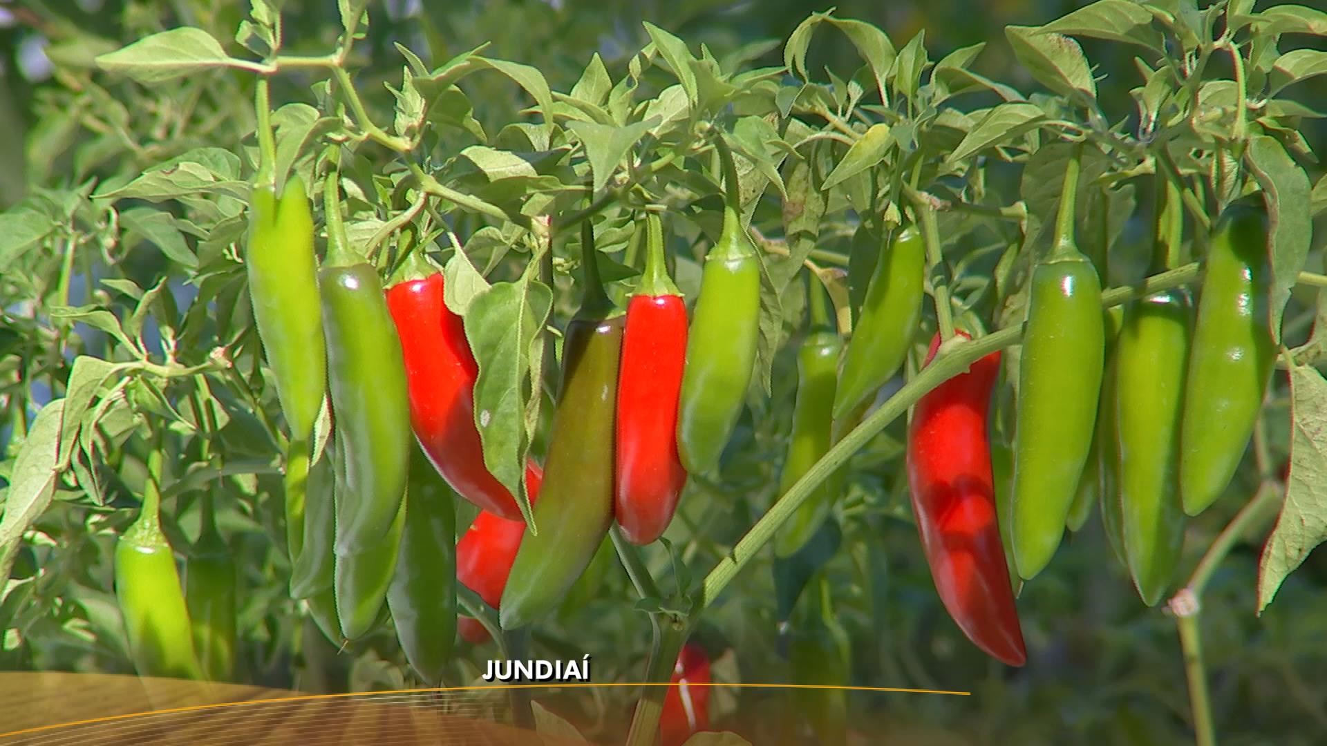 Cultivo de pimenta é fonte de renda em pequenas propriedades