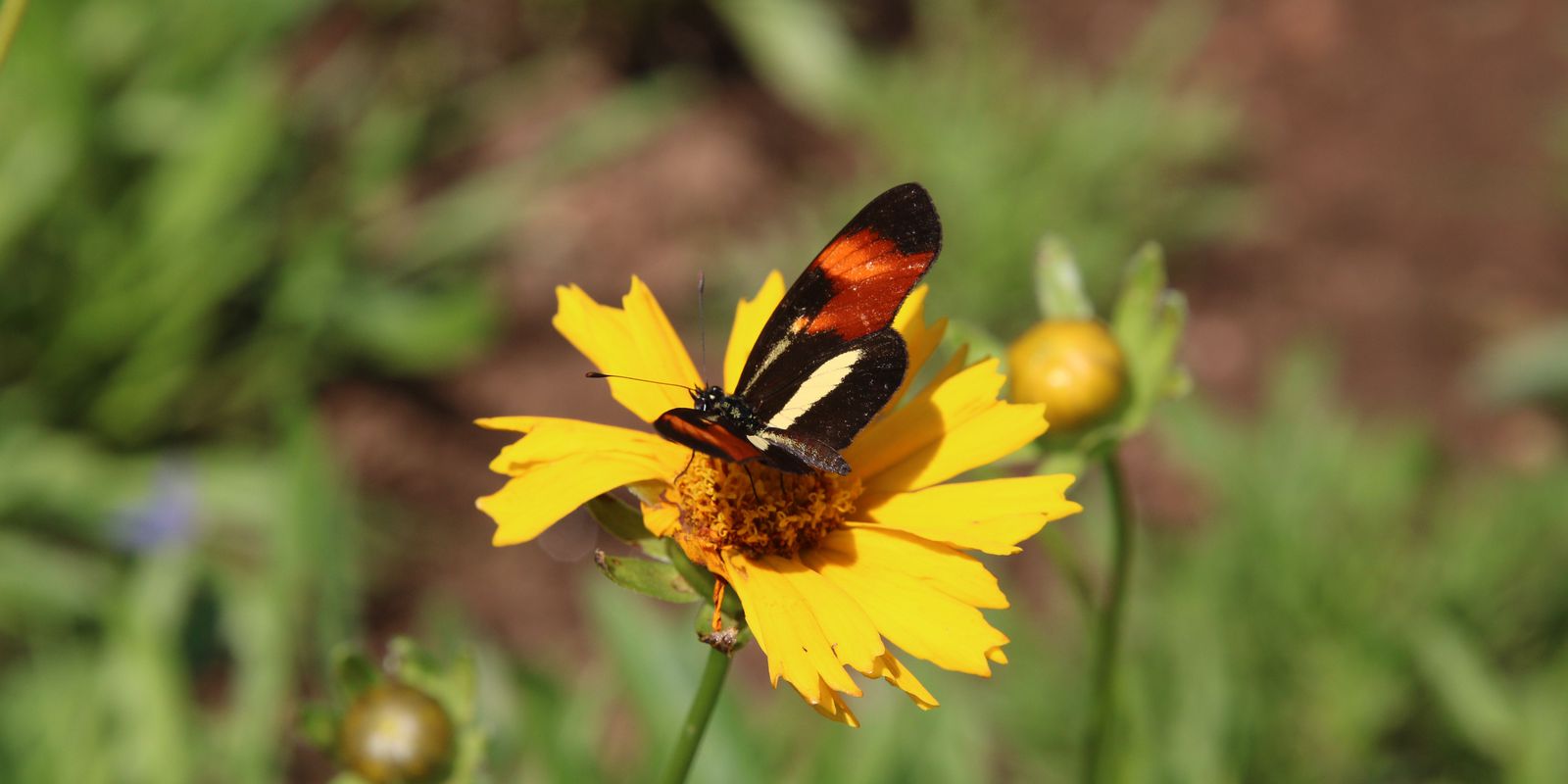 Biodiversidade de insetos no Brasil está em queda, mostra estudo